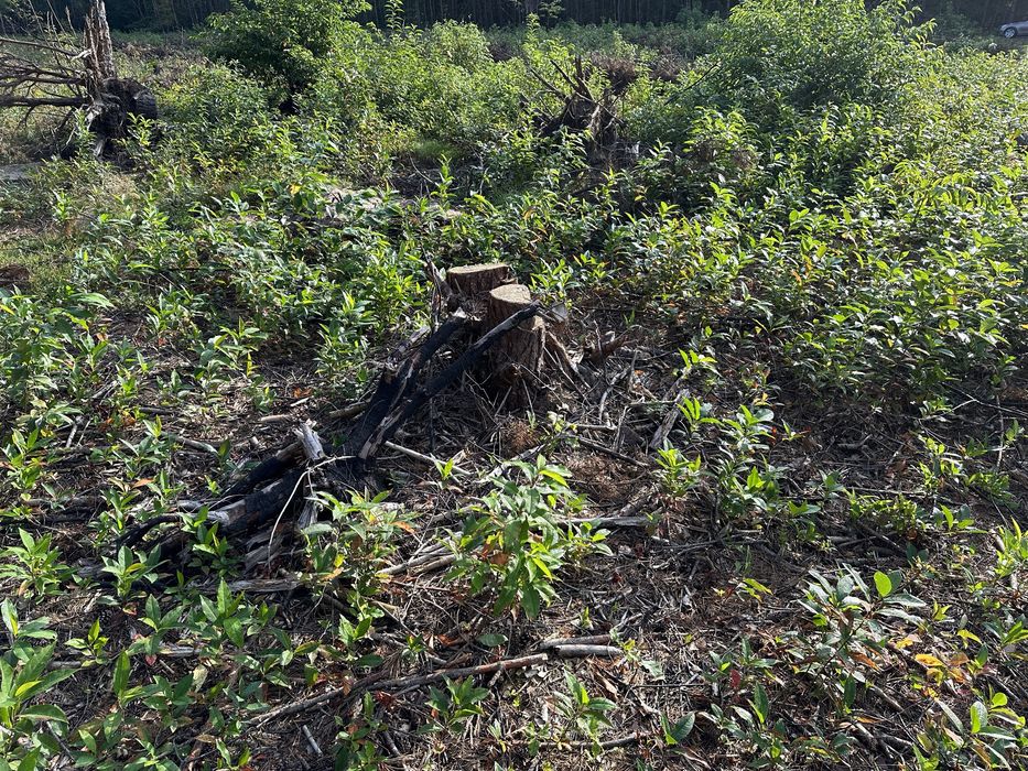 Mulczer leśny wgłębny powierzchniowy mulczowanie wycinka drzew działek