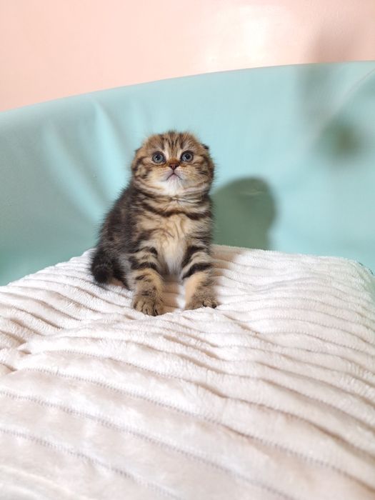 Мармурова красуня.