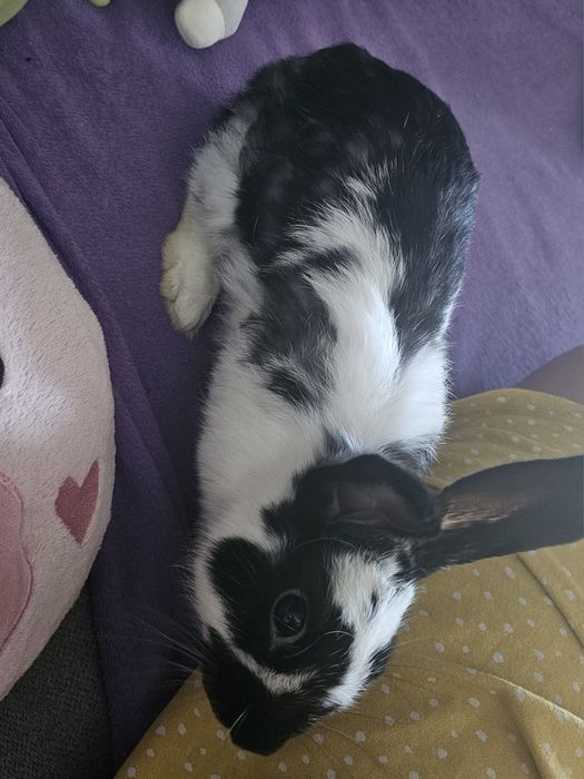 Oddam króliki za darmo