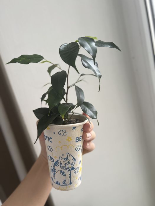 Фікус Денілайт молодий