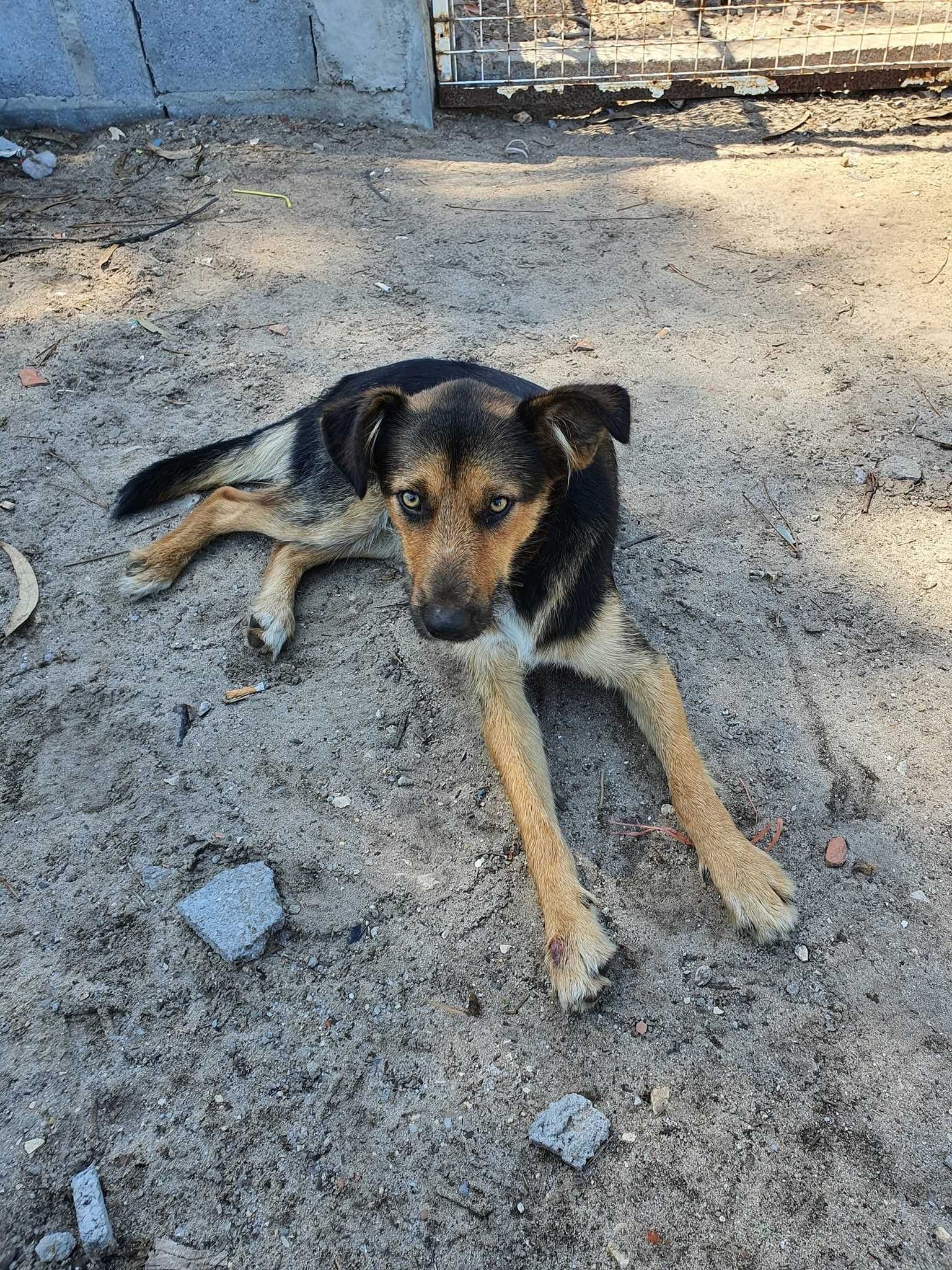 Cão Para Adoção (12kg)(Alfredo)