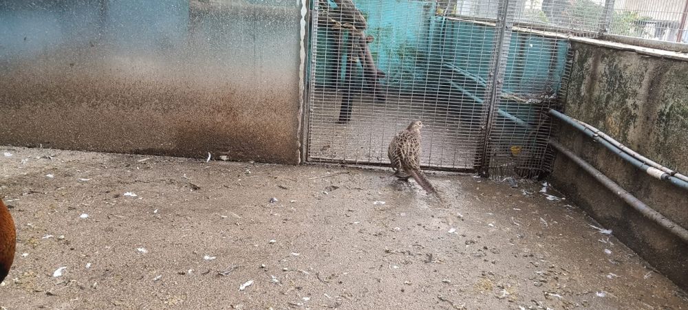 Casal de faisões de coleira