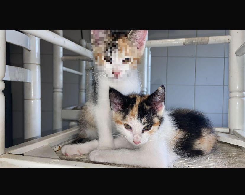 Gatinha para Adoção