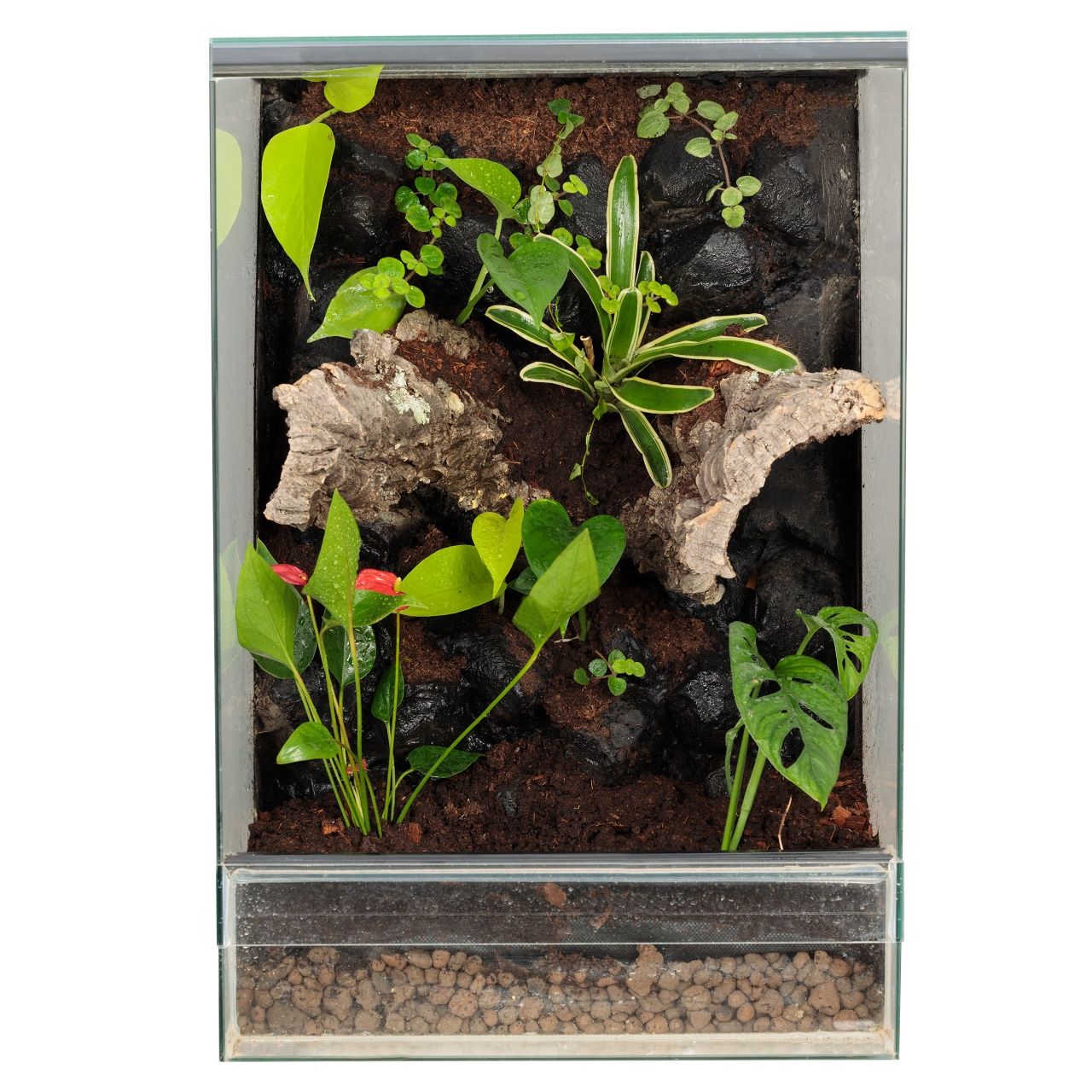 Paludarium vivarium terrarium gekon