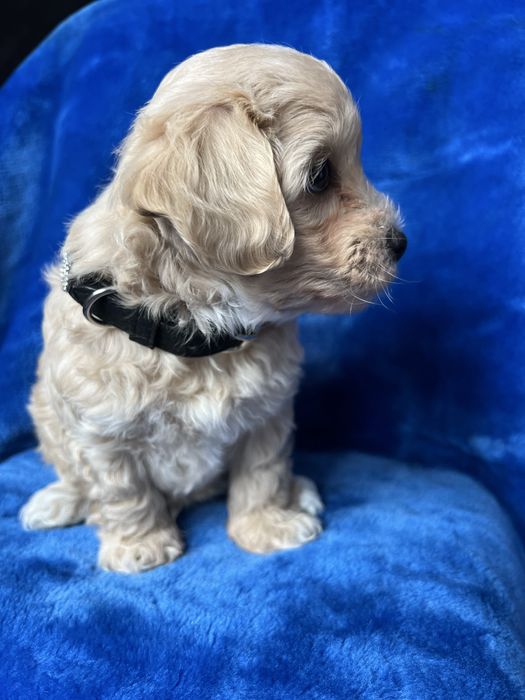 Maltipoo śliczny chłopiec