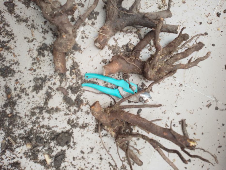 Павловния.Павловнія. Річні саджанці сортів Войлочна,ШанТонг,ПаоТонгZ07