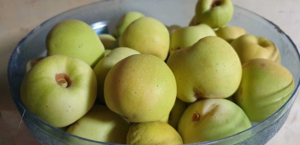 Pigwowiec, sadzonki 5 szt - _wysył.