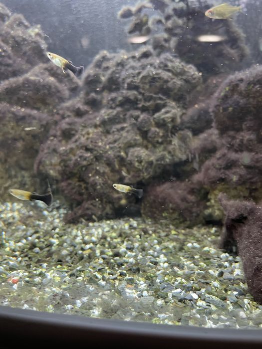 Guppy e Molly  juvenis
