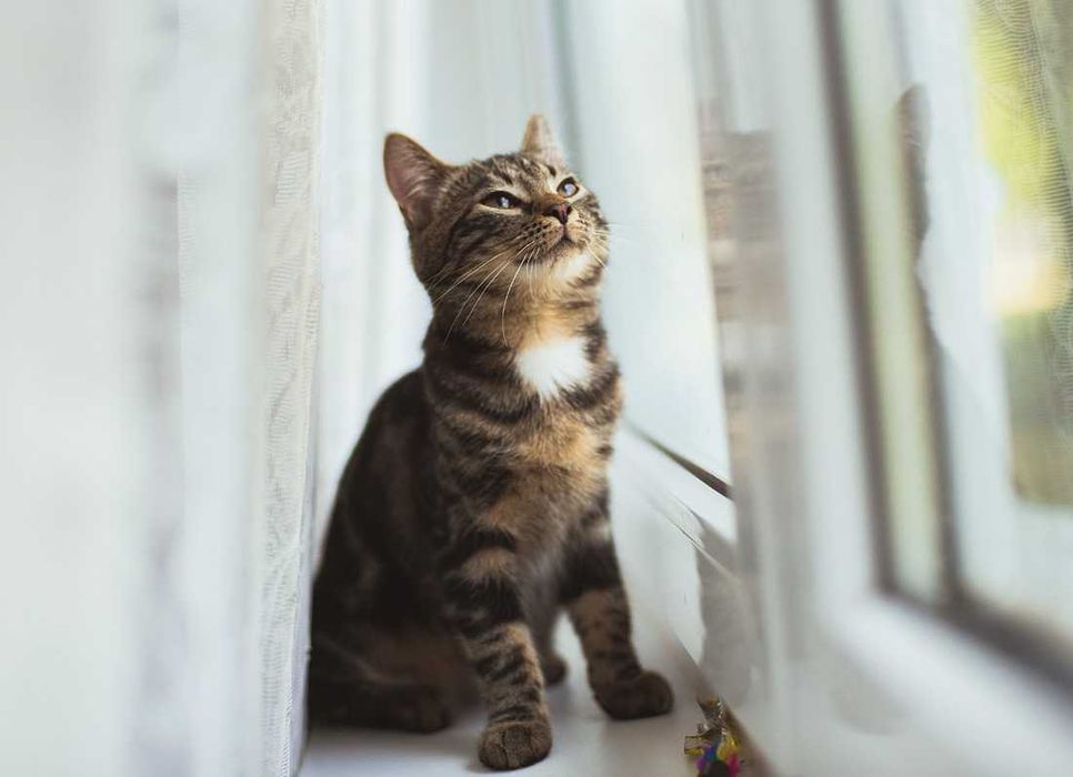 Kociak do adopcji - AMANT - 3 miesiące