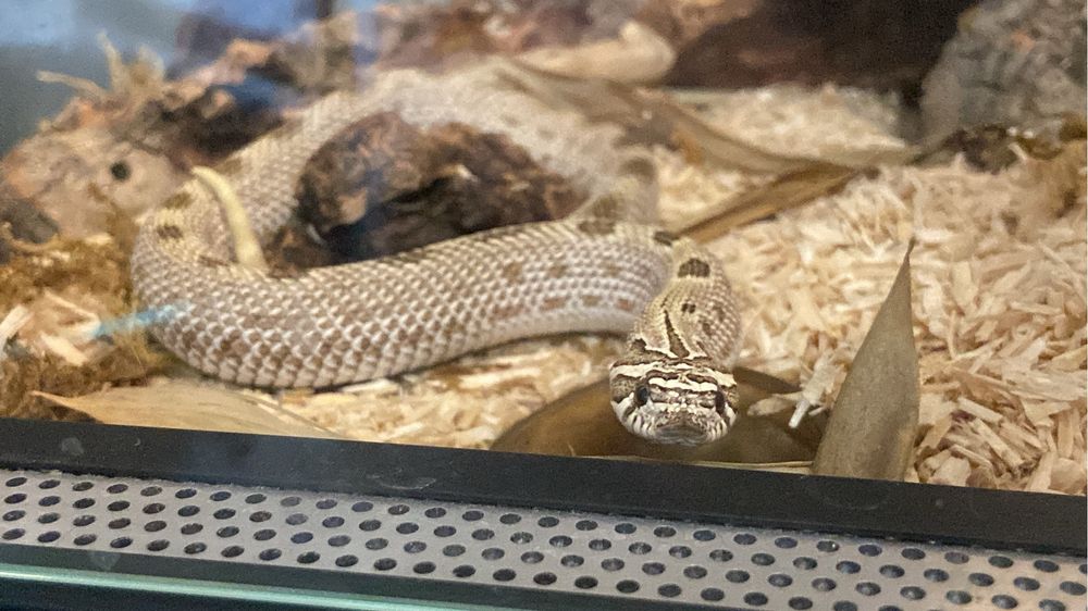 Heterodon zachodni Arctic anaconda 50% het.Albino + terrarium