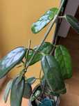 Hoya Globulosa cięta