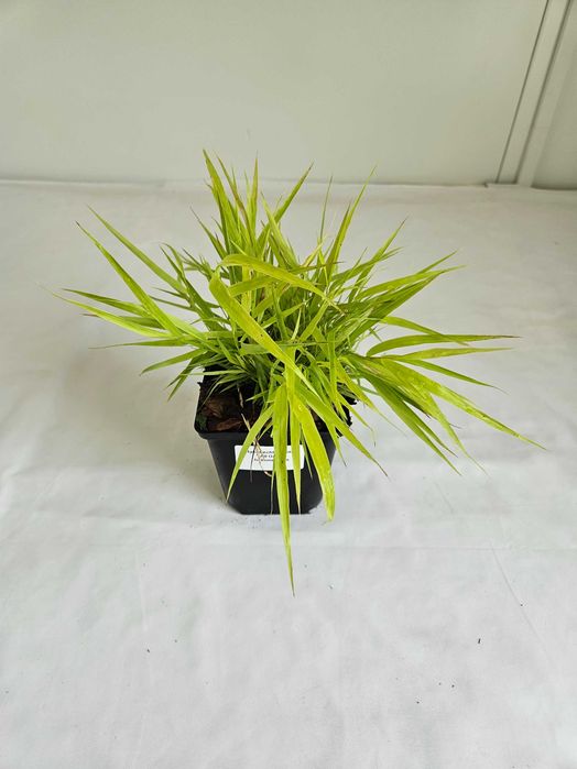 Hakonechloa macra Greenhills 30 cm – ozdobna trawa cieniolubna C2
