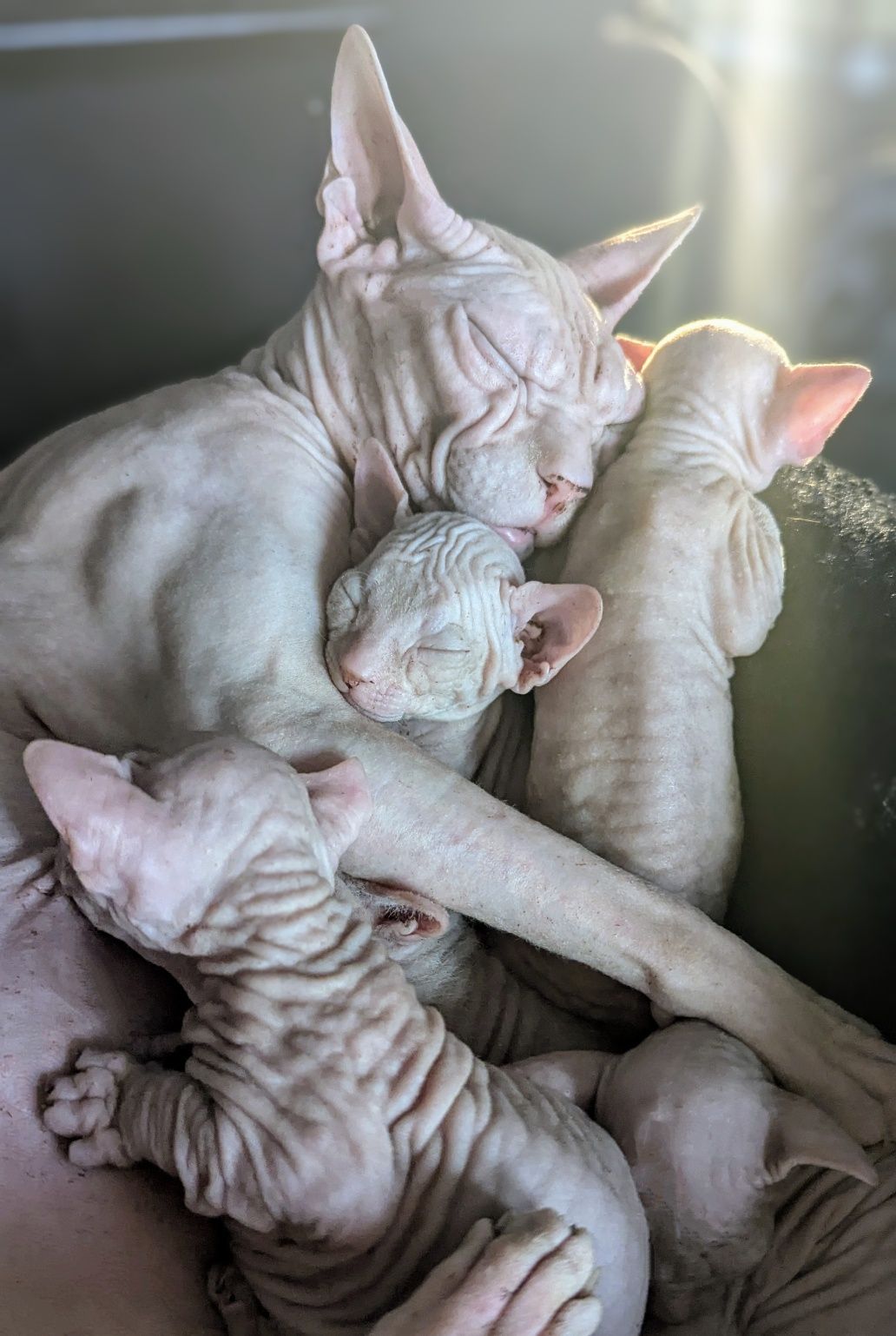 Sfinks Doński,  Don Sphinks