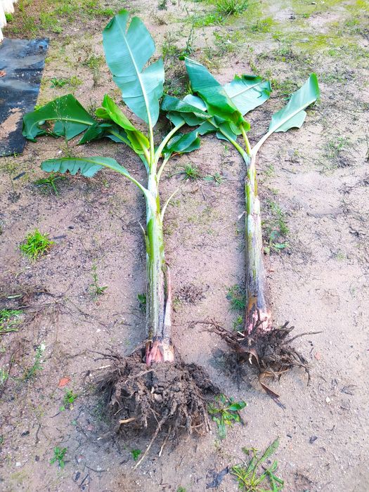 Bananeiras Maçã e Madeira