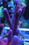 Montipora digitata red_ ,morskie,koralowiec