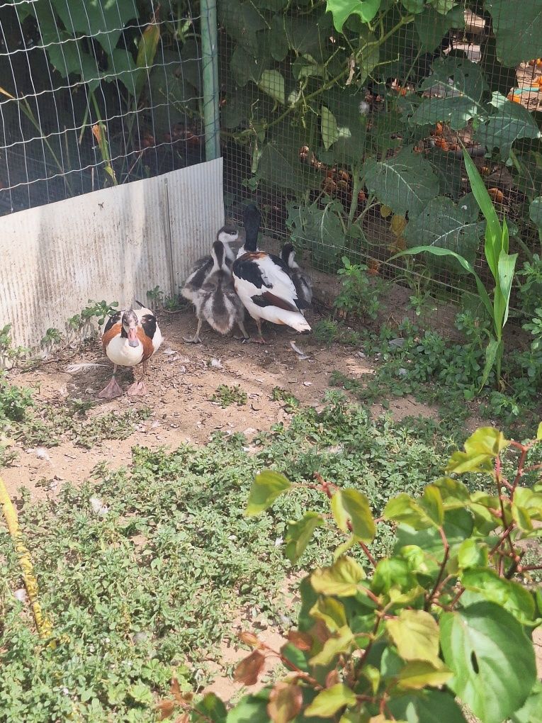 Patos varias raças