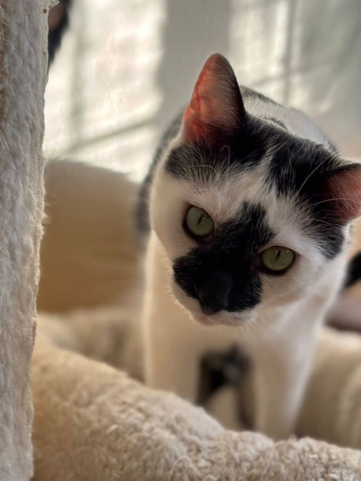 Piękny Monte szuka domu!