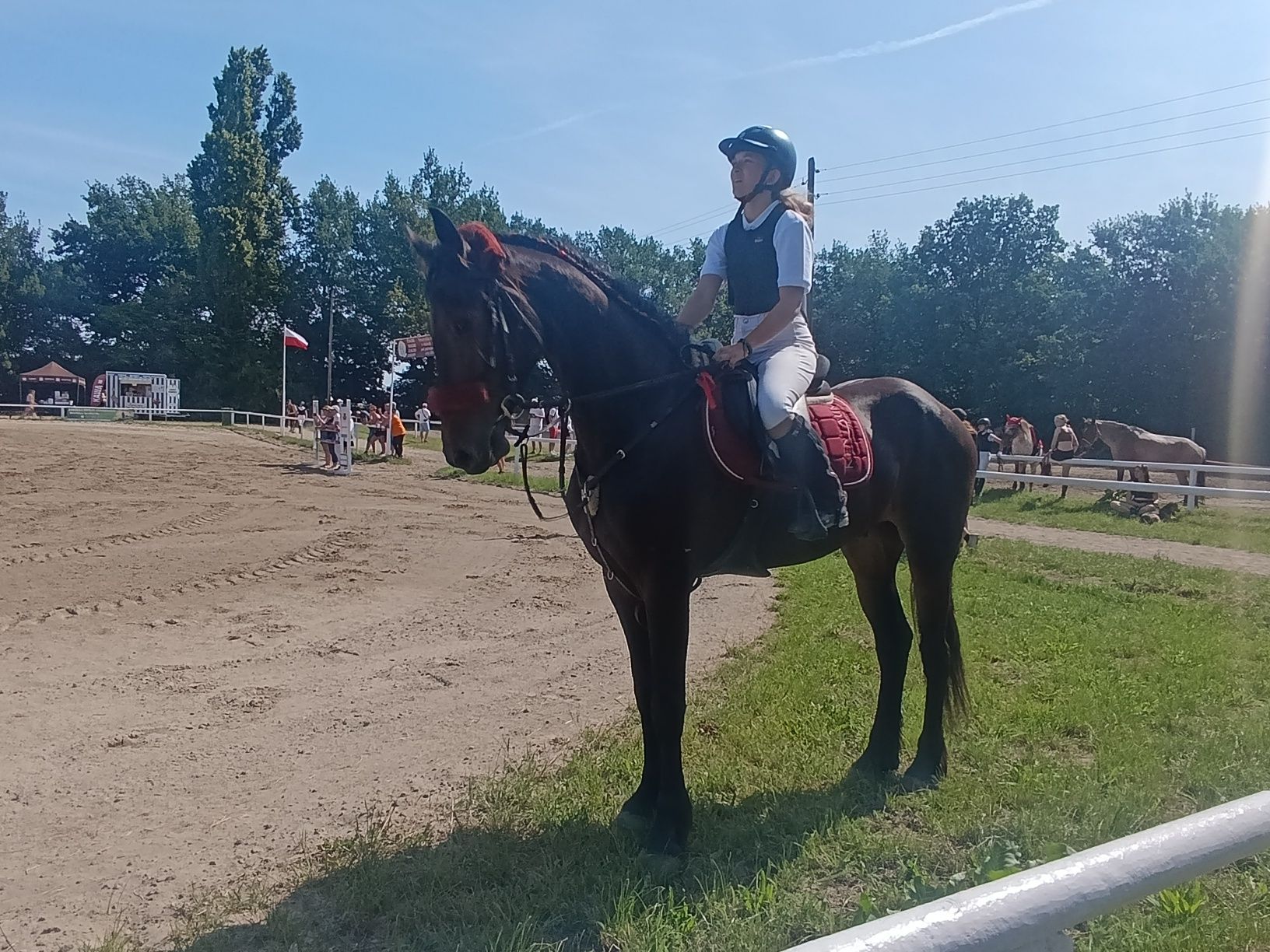 Wałach 5 lat 165 cm