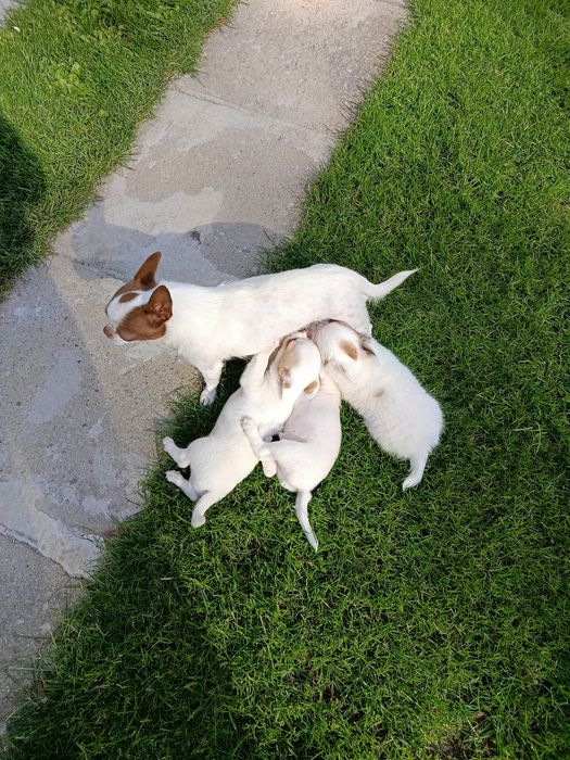 Malutki długowłosy  chihuahua