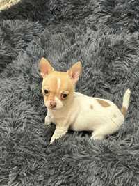 Szczeniak Chihuahua Samiec