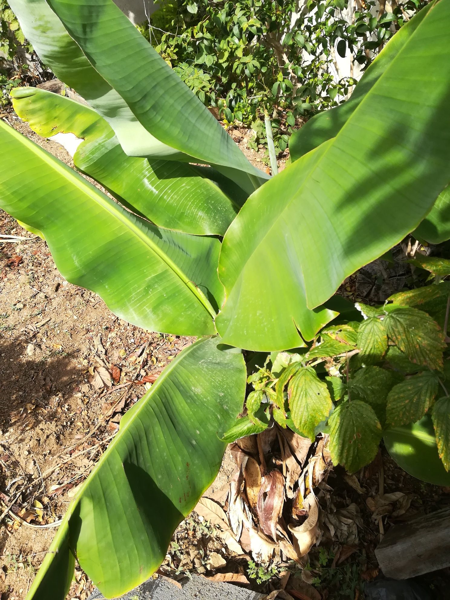 Bananeiras de porte pequeno.