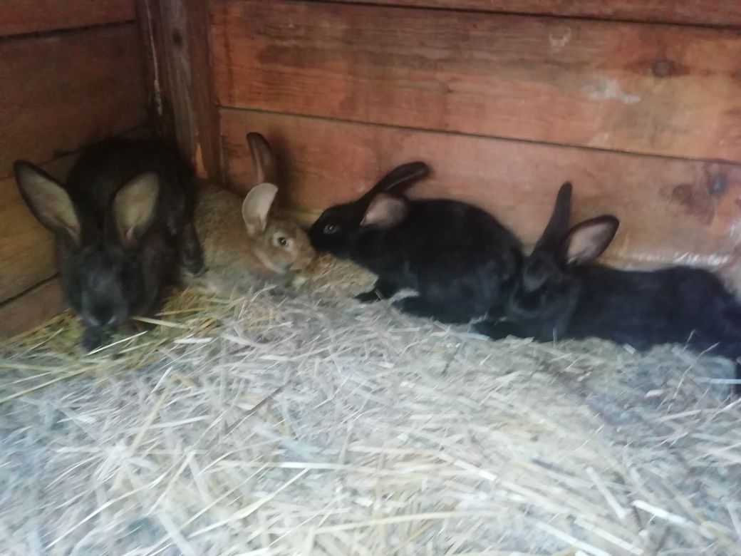 Młode króliki belgijskie i mieszańce