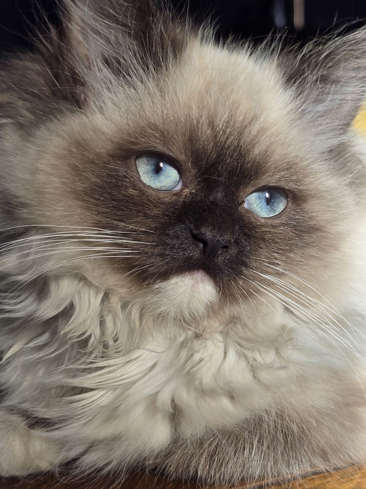 Ragdoll kot 3 msc