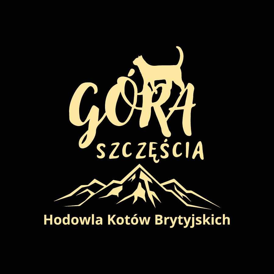 Koty Brytyjskie  z rodowodem