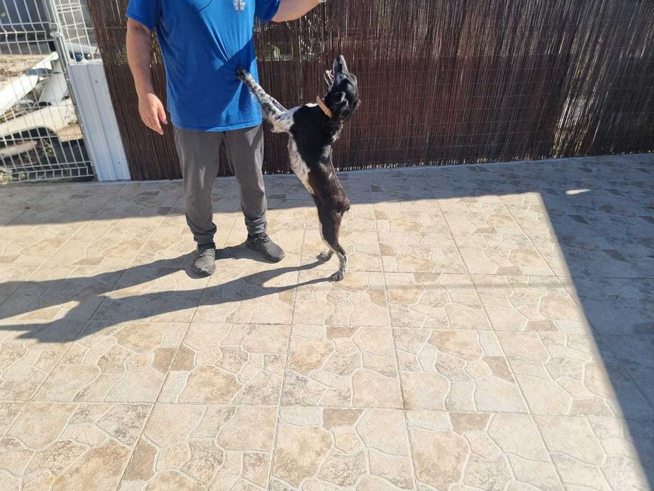 Beagle Bretão – Fêmea – 2014 – Muito meiga e carinhosa