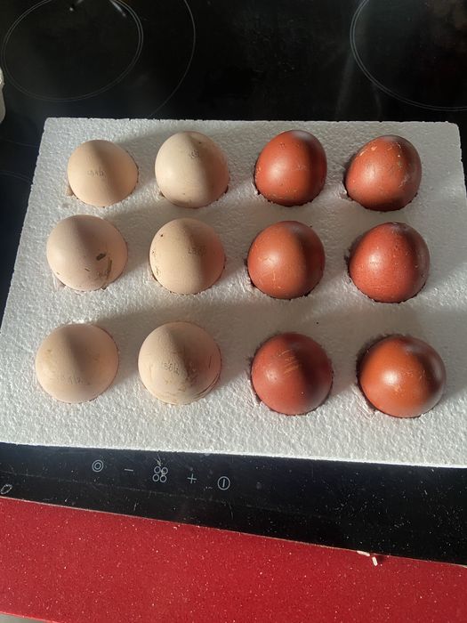 La Bresse Gauloise / Olive Egger - Ovos Galados