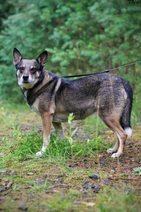 Gwara to niezwykła sunia - spokojna,delikatna i bardzo wdzięczna