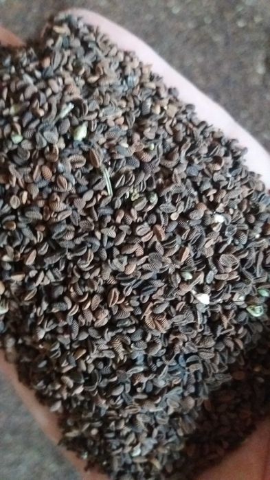 Facelia Błękitna RÓŻAN