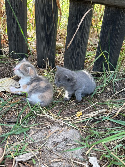 Котята в добрі руки