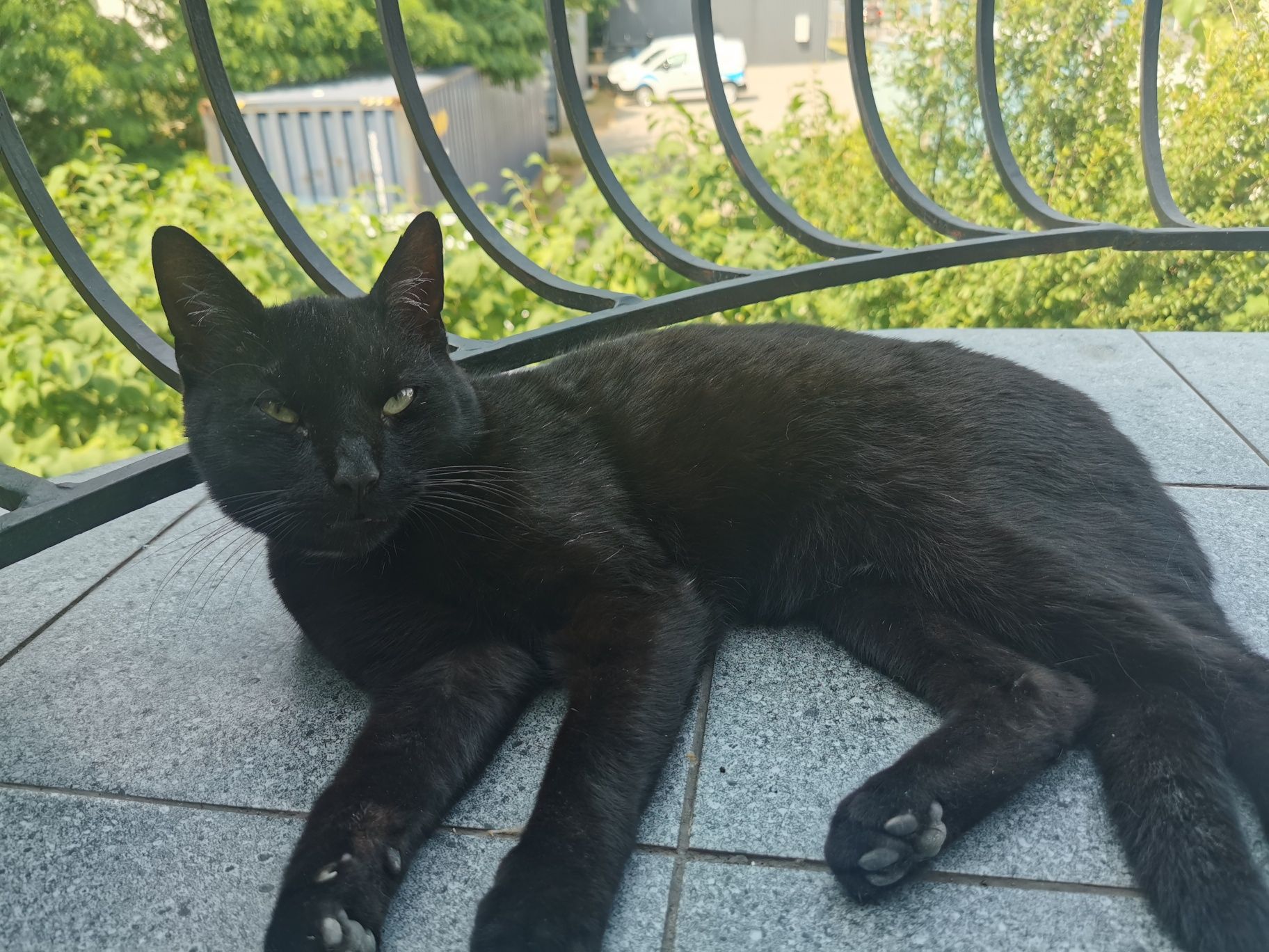 Kotek do adopcji