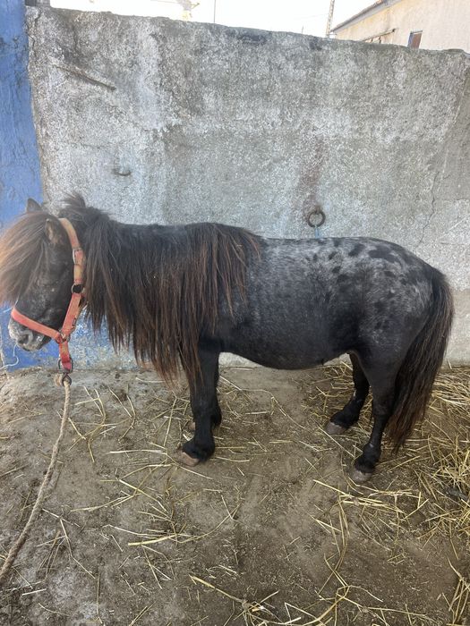 Ponei montado mansinho