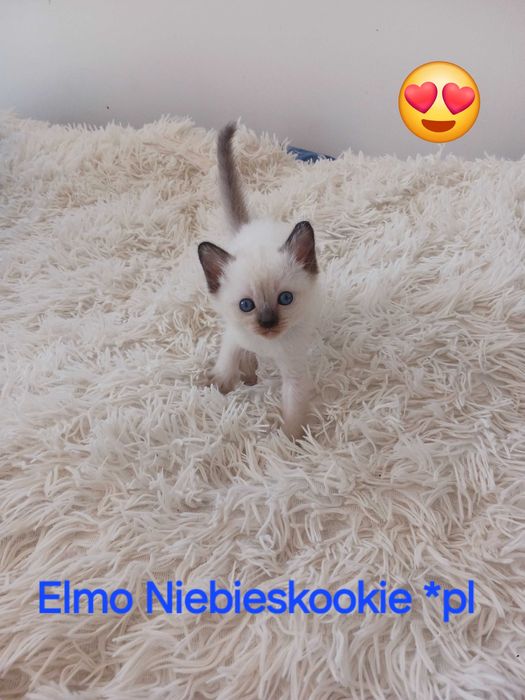 Kocurek tajski Elmo klasyczny z rodowodem WCF Niebieskookie *pl