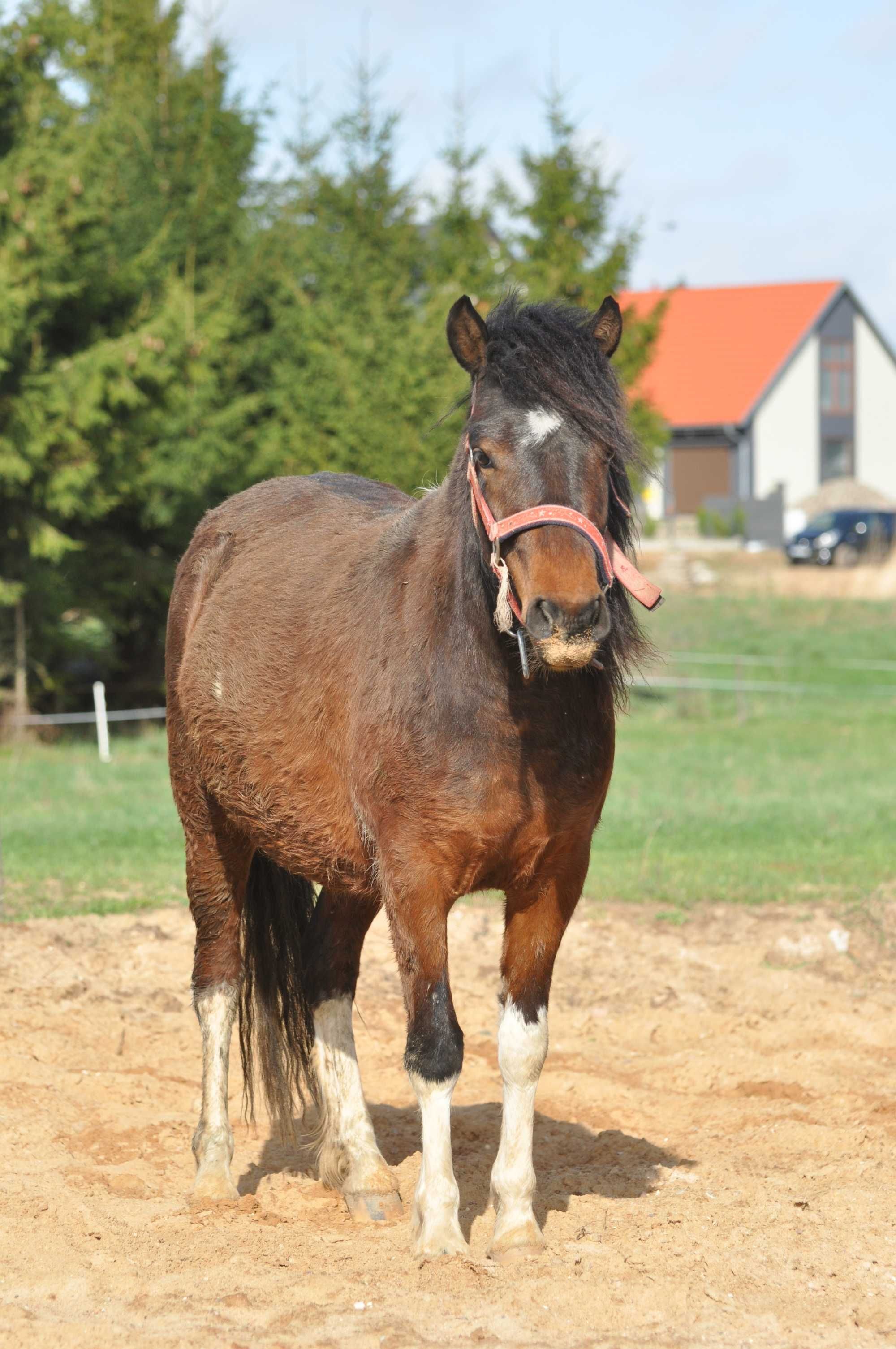 Klacz 120 cm kucyk 2 lata