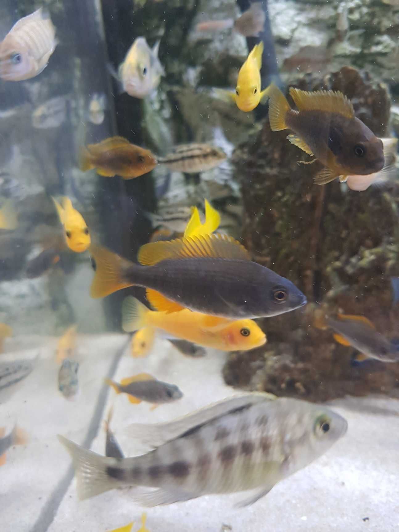 Pyszczak Borleya, pyszczaki Copadichromis borleyi, stado