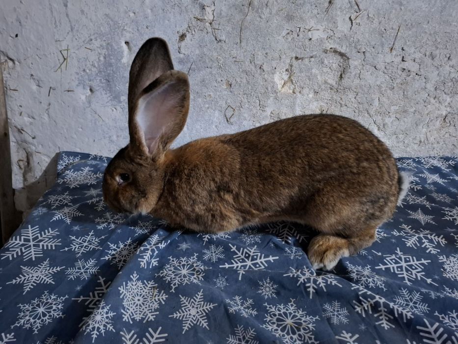 Sprzedam olbrzymy belgijskie I świnki morskie
