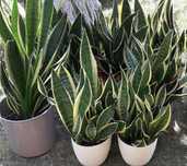 Sansevieria - cała