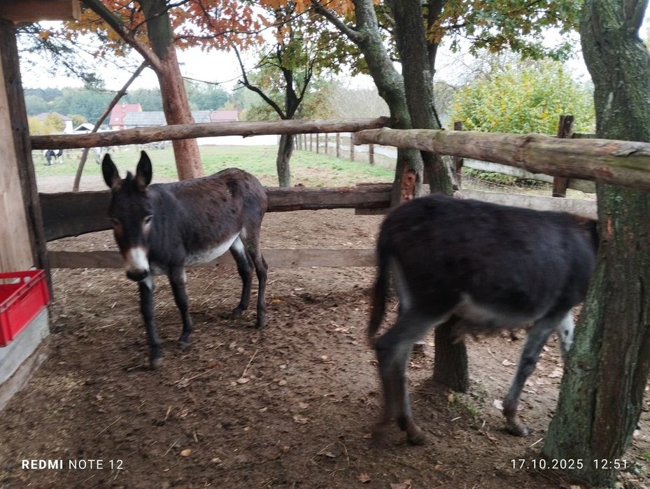 Oślica  Transport Osły Para