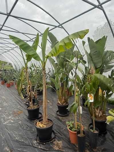 Strelicja Augusta Strelitzia Rajski ptak