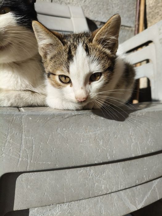 Gatos para adoção responsável