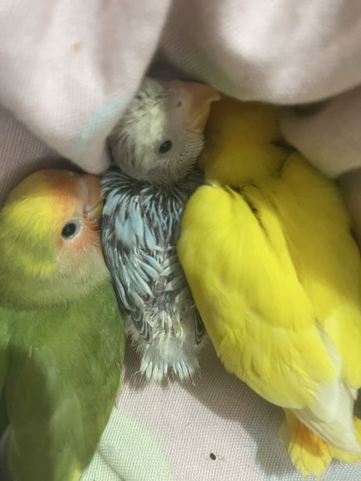 Agapornis roseicollis domesticados criados a mao