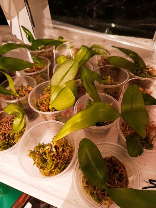 Продам фласку не дорого.