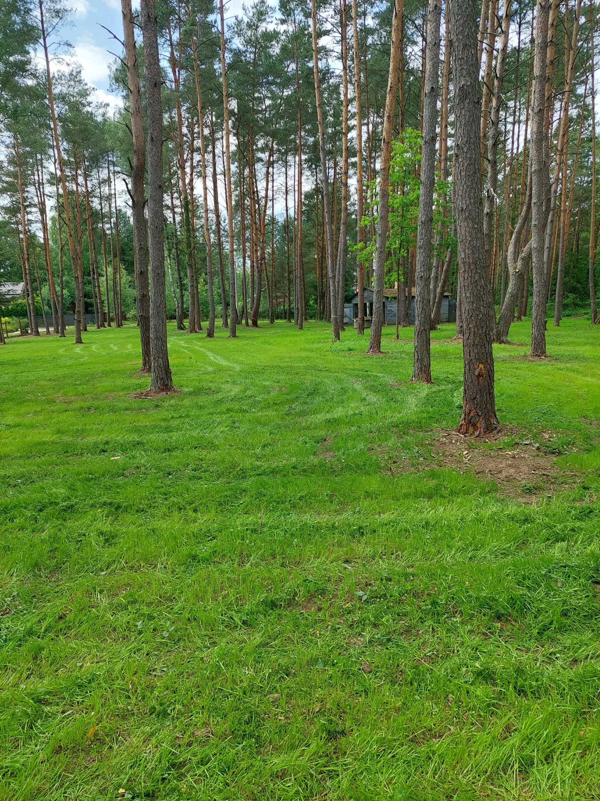 Mulczer leśny, wgłębny powierzchniowy usługi mulczerem czyszczenie