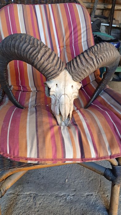 Dobry stan poroże muflona