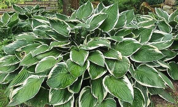 Hosta, funkia - sadzonki kopane