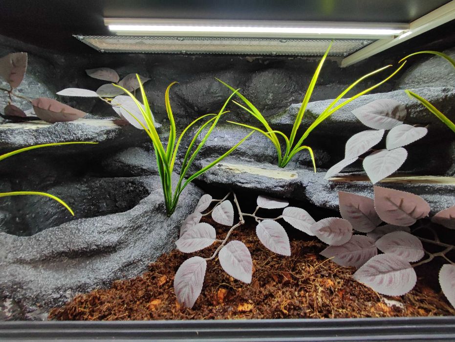 Terrarium tropikalne nr748 80/40/40 dla węża boa pyton DOSTĘPNE