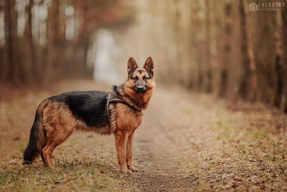 Czaki- 3 letnia sunia w typie owczarka niemieckiego do adopcji!